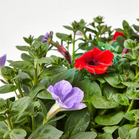 SURFINIA JARDINERA 40CM