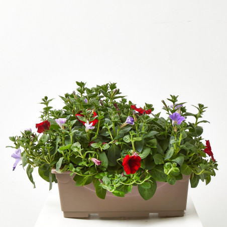 SURFINIA JARDINERA 40CM