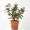 ROSAL KORDES MACETA 20CM