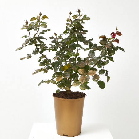 ROSAL KORDES MACETA 20CM