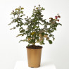 ROSAL KORDES MACETA 20CM
