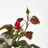 ROSAL KORDES MACETA 20CM
