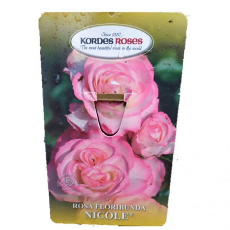 ROSAL KORDES MACETA 20CM