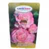 ROSAL KORDES MACETA 20CM