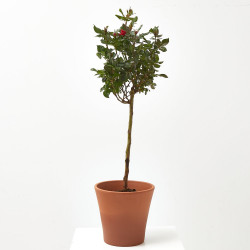 ROSAL EN COPA MACETA 20CM