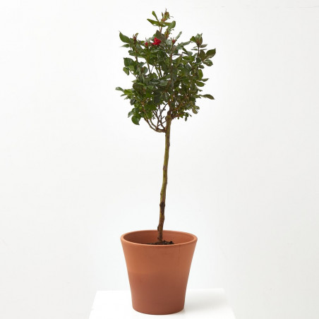 ROSAL EN COPA MACETA 20CM