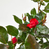 ROSAL EN COPA MACETA 20CM