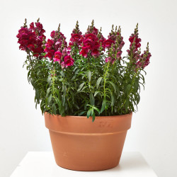 DRAGONARIA TARRINA 25 CM