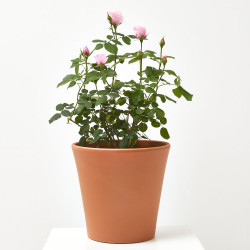 ROSAL DAVID AUSTIN 6 LITROS