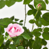ROSAL DAVID AUSTIN 6 LITROS