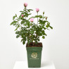 ROSAL DAVID AUSTIN 6 LITROS