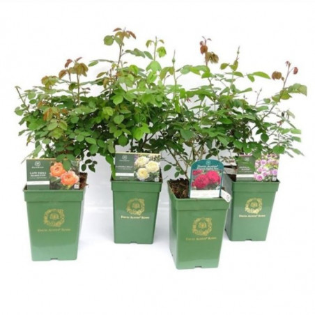ROSAL DAVID AUSTIN 6 LITROS