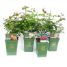 ROSAL DAVID AUSTIN 6 LITROS