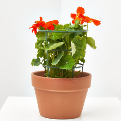 CAPUCHINA MACETA 13CM