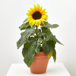 GIRASOL MACETA 13CM