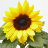 GIRASOL MACETA 13CM