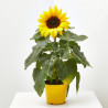 GIRASOL MACETA 13CM