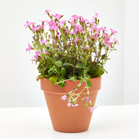 SILENE MACETA 11 CM