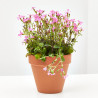 SILENE MACETA 11 CM