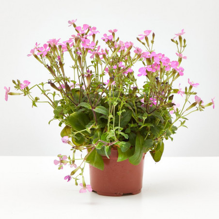 SILENE MACETA 11 CM