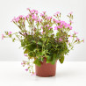 SILENE MACETA 11 CM