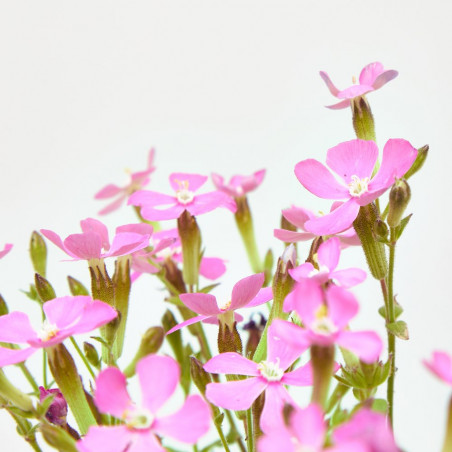 SILENE MACETA 11 CM