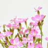 SILENE MACETA 11 CM