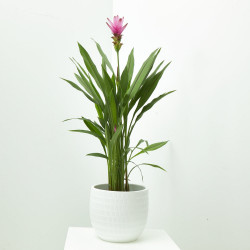CURCUMA MACETA 15CM 