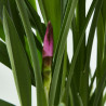 CURCUMA MACETA 15CM 