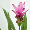 CURCUMA MACETA 15CM 