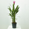 CURCUMA MACETA 15CM 