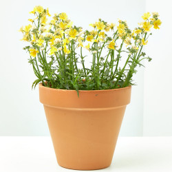 NEMESIA MACETA 13 CM