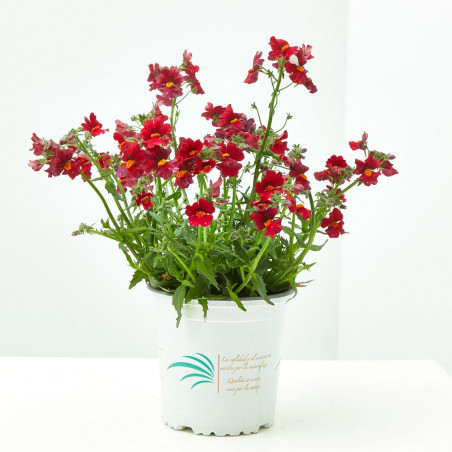 NEMESIA MACETA 13 CM