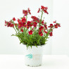NEMESIA MACETA 13 CM