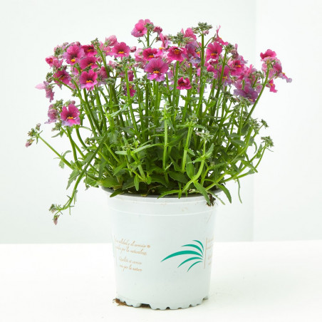 NEMESIA MACETA 13 CM