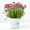 NEMESIA MACETA 13 CM
