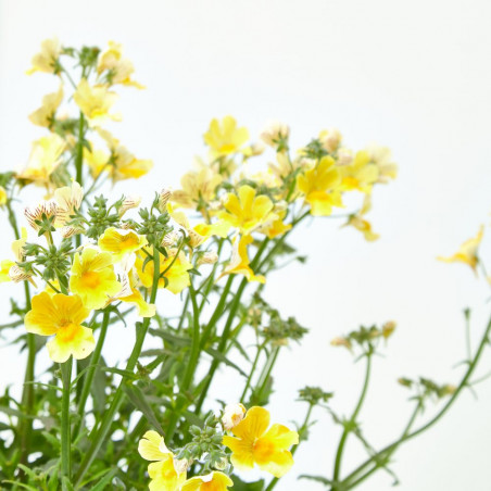 NEMESIA MACETA 13 CM