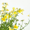 NEMESIA MACETA 13 CM