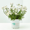 NEMESIA MACETA 13 CM