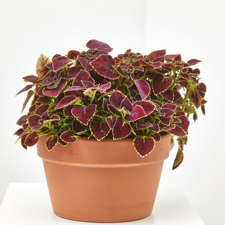 COLEO TARRINA 25CM
