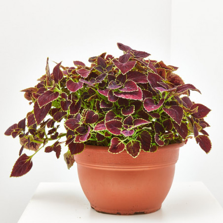 COLEO TARRINA 25CM