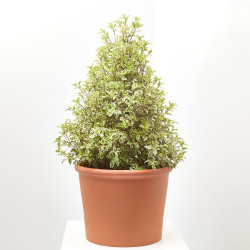 PITTOSPORUM TENUIFOL FORMAS 24CM