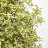 PITTOSPORUM TENUIFOL FORMAS 24CM