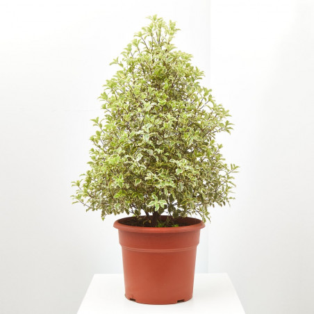 PITTOSPORUM TENUIFOL FORMAS 24CM