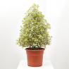 PITTOSPORUM TENUIFOL FORMAS 24CM
