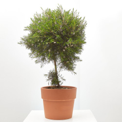 PLANTA DE CERA COPA MACETA 15CM