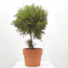 PLANTA DE CERA COPA MACETA 15CM