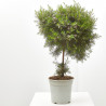 PLANTA DE CERA COPA MACETA 15CM