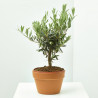 OLIVO PREBONSAI TARRINA 20CM