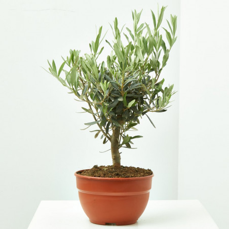 OLIVO PREBONSAI TARRINA 20CM